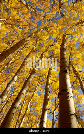 Stock photograph of overhead view of aspen trees against blue sky near Ouray, Colorado, USA. Stock Photo