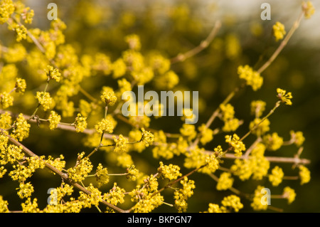 Close-up of yellow Cornelian Cherry (Cornus mas) flowers blooming on branches in the Caucasian range, Europe. Dogwood blossoms in early spring. Stock Photo