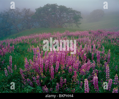 Redwood National Park, CA: Riverbank lupine on an open meadow in the Bald Hills with Oregon White Oak Stock Photo