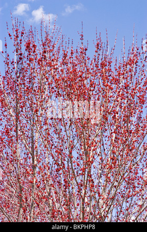 Red spring buds of Red Maple, Acer rubrum 'Franksred' Red Sunset Stock Photo