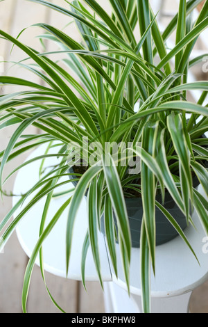 Spider Plant, Chlorophytum comosum Stock Photo