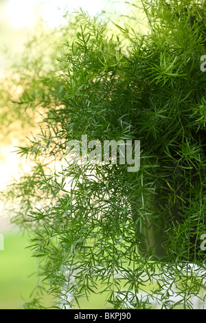 Fern, Asparagus HB, Asparagus Sprengeri Stock Photo