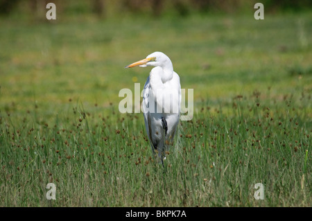 Great White Egret Casmerodius albus (Ardea alba) Stock Photo