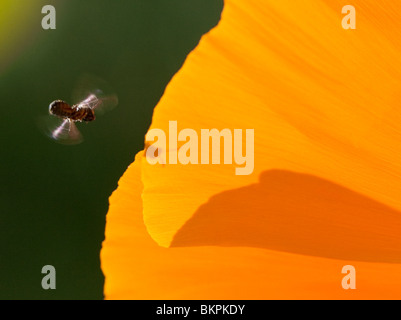 A flying insect about to pollinate a flower. This flower is a Mexican Poppy found in Arizona. Stock Photo