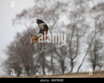 Red Kite Milvus milvus swooping close to the ground and hunting for food taken under controlled conditions Stock Photo