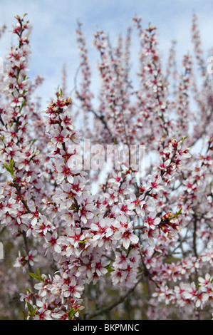 Almond flower trees field in spring season pink white flowers Stock Photo