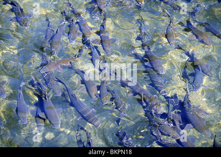 Barbel shoal of fish in a crowded river surface aerial view Stock Photo