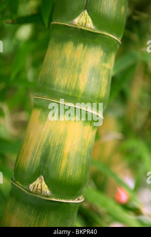 Bamboo cane closeup trunk details green and yellow Stock Photo