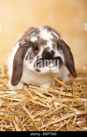 Zwergwidder / dwarf lop Stock Photo