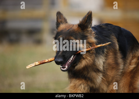 Altdeutscher Schäferhund / Old German Shepherd Stock Photo