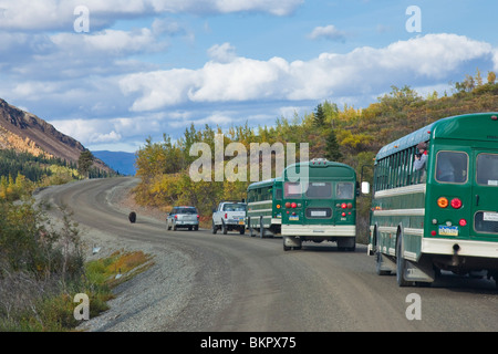 A grizzly bear walks on the park road followed by a parade of vehicles and buses in Igloo canyon in Denali National Park, Alaska