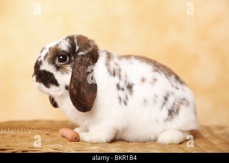 Zwergwidder / dwarf lop Stock Photo