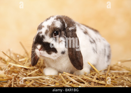 Zwergwidder / dwarf lop Stock Photo