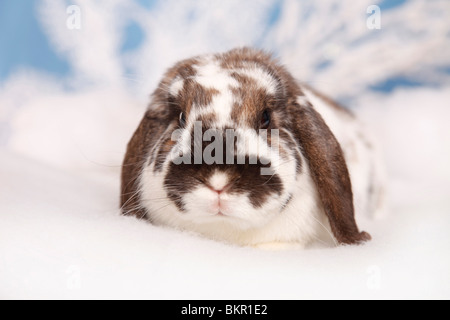 Zwergwidder / dwarf lop Stock Photo