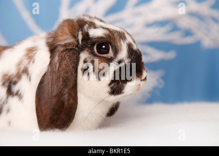 Zwergwidder / dwarf lop Stock Photo