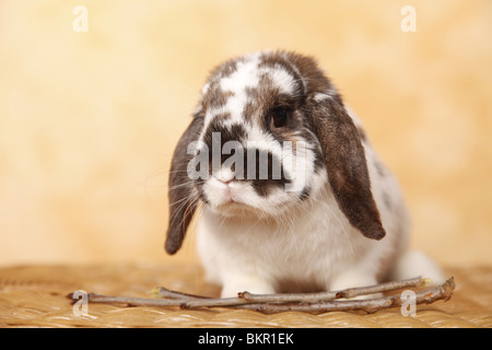 Zwergwidder / dwarf lop Stock Photo