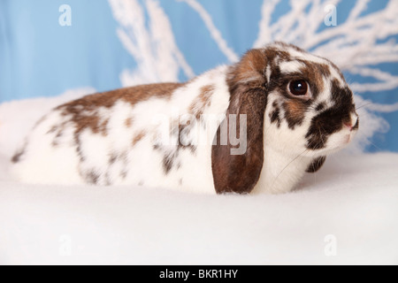 Zwergwidder / dwarf lop Stock Photo