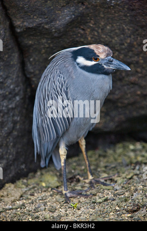 Galapagos Islands, A yellow-crowned night heron on Genovese island. Stock Photo