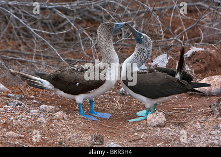 Galapagos Islands, Courtship ritual of Blue-footed boobies on North Seymour island. Stock Photo