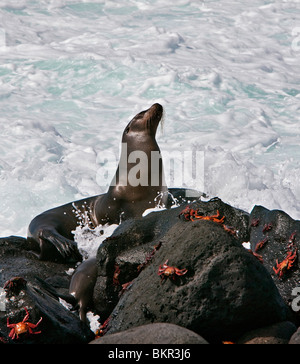 Galapagos Islands, A Galapagos sea lion and Sally lightfoot crabs on the shores of North Seymour island. Stock Photo