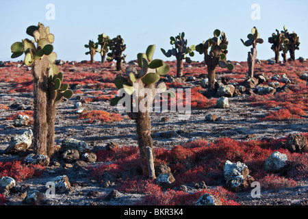 Galapagos Islands, Huge cactus trees and red sesuvium grow on the otherwise barren island of South Plaza.