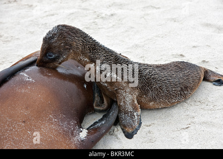 Galapagos Islands, A Galapagos sea lion pup suckling its mother on the sandy beach of Espanola island. Stock Photo