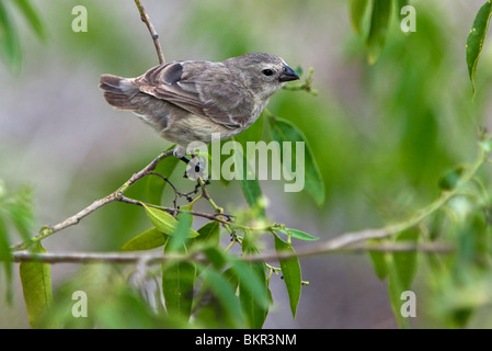 Galapagos Islands, A medium tree finch which is endemic to Floreana island. Stock Photo