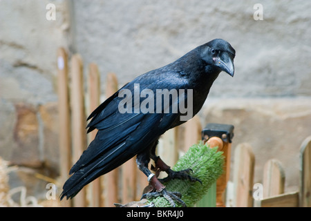 Carrion Crow (Corvus corone)  trained. Medieval Fair. Stock Photo