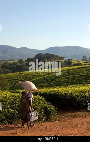 Malawi, Blantyre. Southern Malawis famous tea plantations in the area of Thyolo Stock Photo