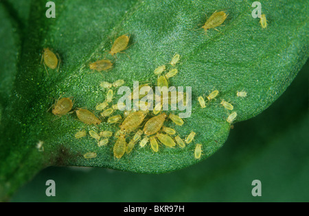 Violet aphid (Myzus ornatus) group on a pansy leaf Stock Photo