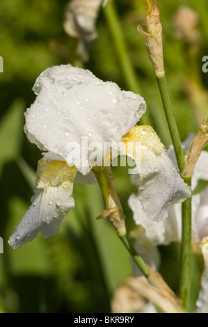 Pale blue flowers of Orris, Iris barbata elatior var Florentina, with water droplets on petals in a garden setting. Stock Photo