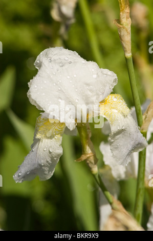 Pale blue flowers of Orris, Iris barbata elatior var Florentina, kosaciec brodkowy, irys, iris germanica with water droplets in a garden. Stock Photo