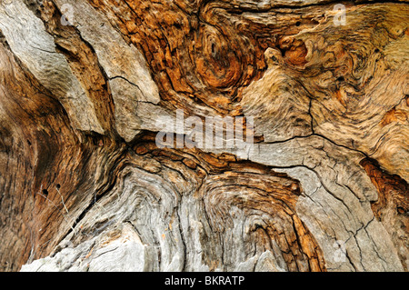 Sherwood Forest Natural Nature Reserve Nottinghamshire England. Stock Photo