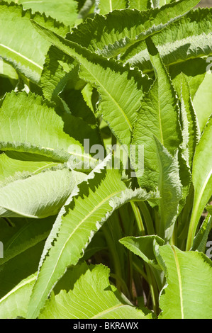 Inula helenium, Elecampane, Asteraceae, Asia, Yellow, flowers, Medicinal plant, elecampane inula , Compositae, Europe, Asia, Nor Stock Photo