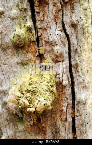 Sherwood Forest Natural Nature Reserve Nottinghamshire England. Stock Photo