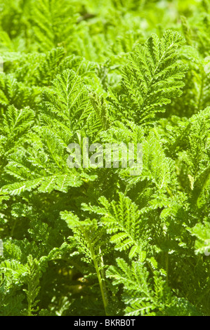 Yellow spring leaves of Tanacetum vulgare  Yellow, flowers, Ornamental Tansy, Curled Tansy, Fernleaf Golden Buttons, Asteraceae, Stock Photo