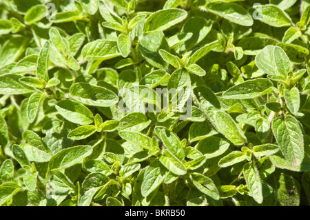 Origanum vulgare, Marjoram, Oregano Lamiaceae, Labiatae lebiodka pospolita Stock Photo