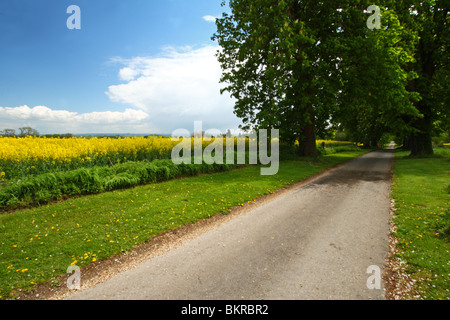 Country road in Oxfordshire flanked by fields of Rapeseed or Canola Stock Photo