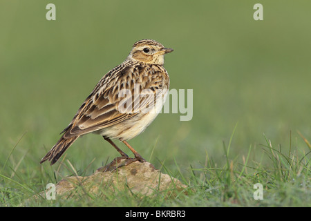 Skylark, Alauda arvensis, UK. Stock Photo