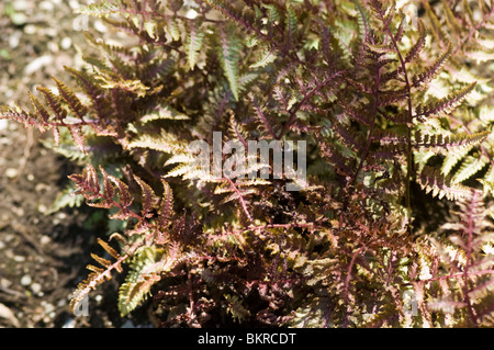 athyrium nipponicum, wietlica japonska, Lunathyrium japonicum, Athyrium japonicum, Deparia peterseni,  Japanese lady fern Stock Photo