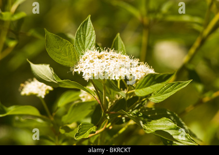 White flower of  Red Osier Dogwood, Cornus sericea  var Cardinal,  cornaceae, stolonifera, Swida sericea, Redtwig Dogwood Stock Photo