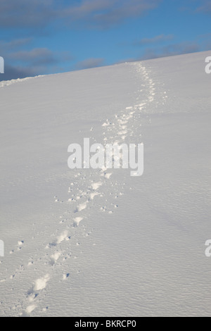 Dog tracks on snow at hillside , Finland Stock Photo