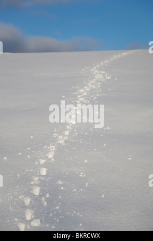 Dog tracks on snow , Finland Stock Photo
