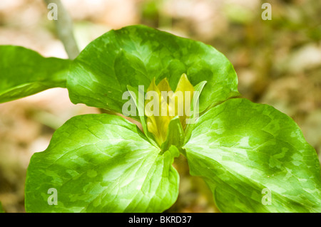 Trillium cuneatum, Sweet Betsy, Melanthiaceae, whip-poor-will flower, large toadshade, purple toadshade, bloody butcher, North A Stock Photo