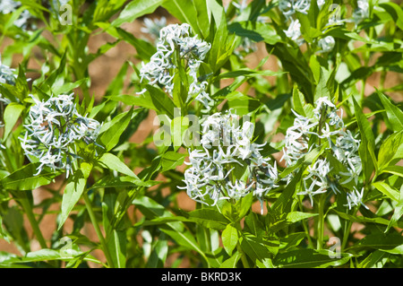 amsonia tabernaemontana, eastern bluestar, Apocynaceae, North America, Flowers, Blue Dogbane, Blue star, Eastern bluestar Stock Photo