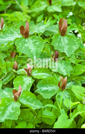 Trillium cuneatum, Sweet Betsy, Melanthiaceae, whip-poor-will flower, large toadshade, purple toadshade, bloody butcher, North A Stock Photo