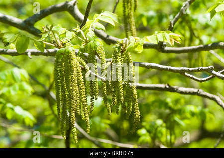 Spring catkins of Japanese Walnut, Heartnut, Juglans ailanthifolia, Juglans ailantifolia var Cordiformis, Japanese Walnut Stock Photo
