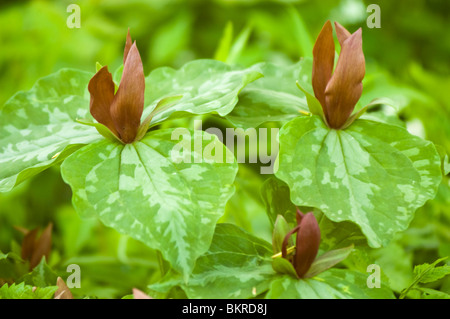 Trillium cuneatum, Sweet Betsy, Melanthiaceae, whip-poor-will flower, large toadshade, purple toadshade, bloody butcher Stock Photo