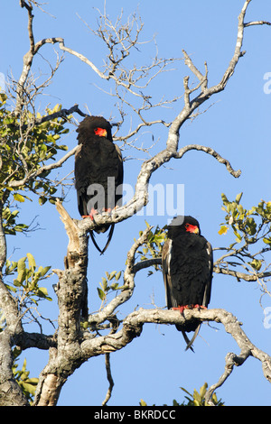 Bateleur Eagle Pair, Kruger National park, South Africa Stock Photo