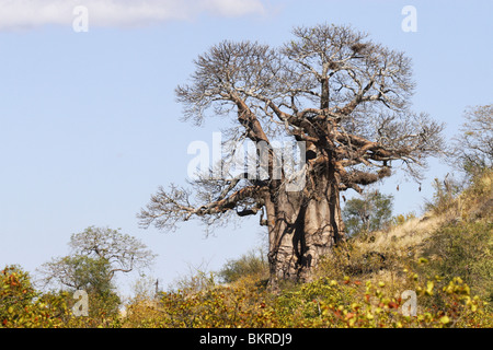 Baobab Tree, Kruger, National Park, South Africa Stock Photo